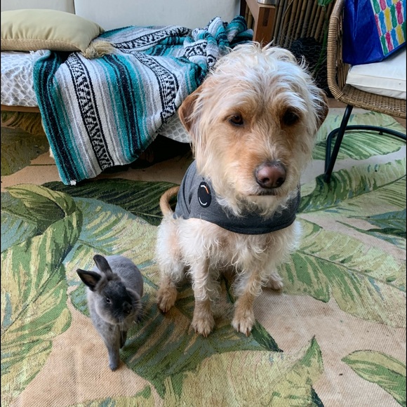 Meet your Posher, Ivy - Picture 10 of 10